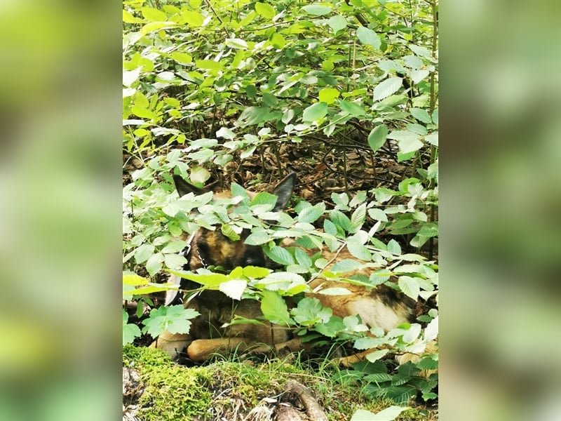 Skipper sucht sein Körbchen