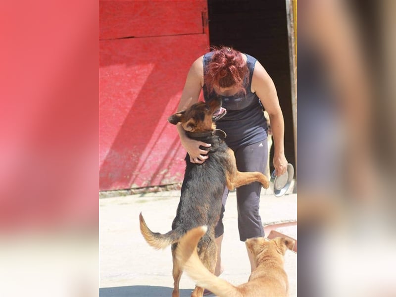 Bullet sucht ein neues Zuhause