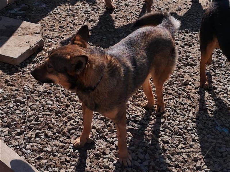 Skipper sucht sein Körbchen