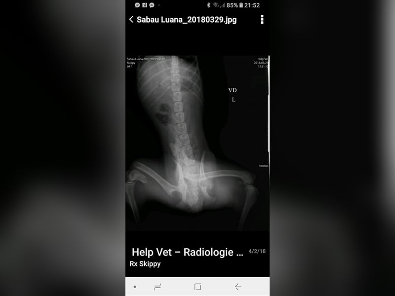 Skipper sucht sein Körbchen