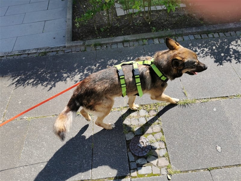 Skipper sucht sein Körbchen