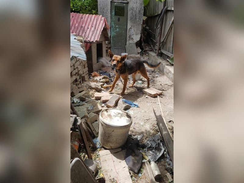 Bullet sucht ein neues Zuhause