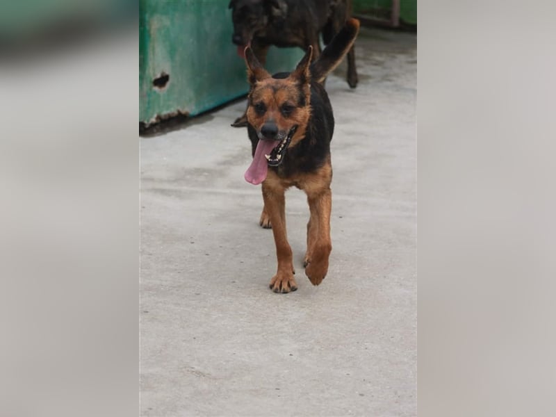 Bullet sucht ein neues Zuhause