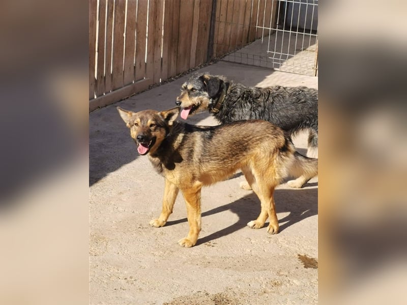 Skipper sucht sein Körbchen