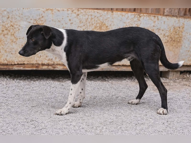 Finch Mischling Rüde Männlich Jundhund schwaru-weiß aus Bosnien