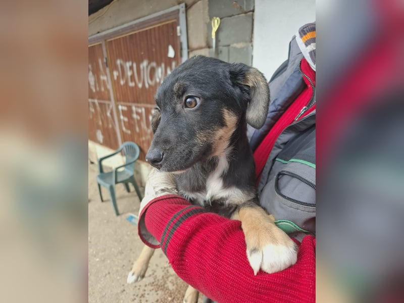 Ronja Welpe Hündin Weiblich schwarz-braun aus Bosnien