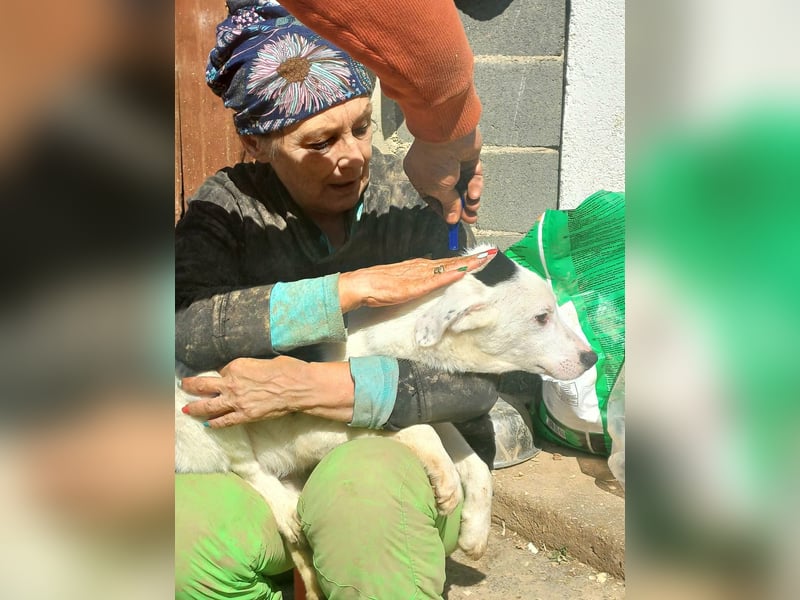 Mailo Welpe Rüde Männlich Schwarz-weiß aus Bosnien