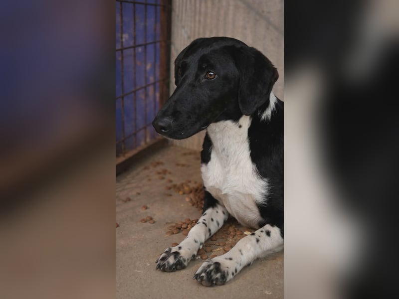 Finch Mischling Rüde Männlich Jundhund schwaru-weiß aus Bosnien