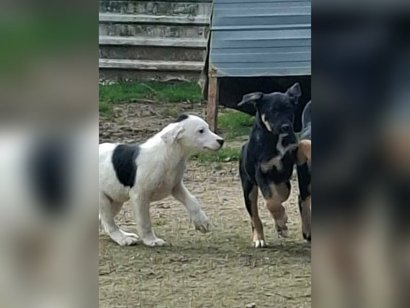 Mailo Welpe Rüde Männlich Schwarz-weiß aus Bosnien