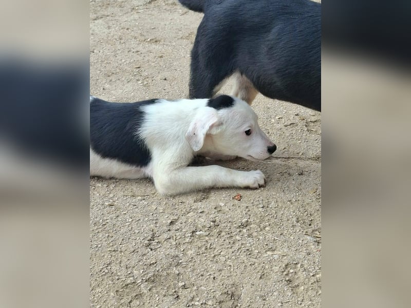 Mailo Welpe Rüde Männlich Schwarz-weiß aus Bosnien