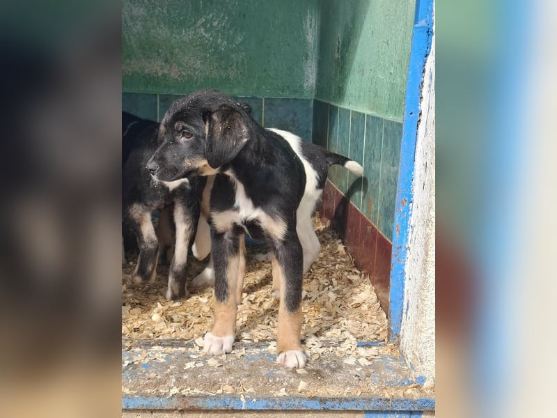 Ronja Welpe Hündin Weiblich schwarz-braun aus Bosnien