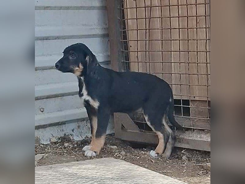 Ronja Welpe Hündin Weiblich schwarz-braun aus Bosnien