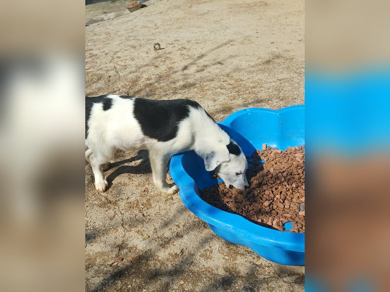 Mailo Welpe Rüde Männlich Schwarz-weiß aus Bosnien