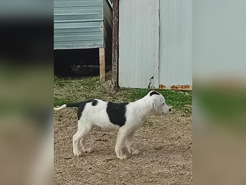 Mailo Welpe Rüde Männlich Schwarz-weiß aus Bosnien