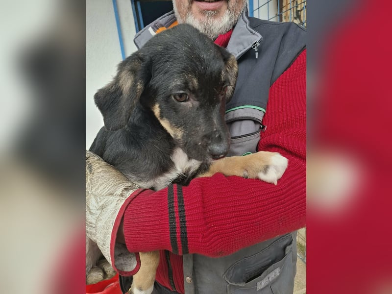 Ronja Welpe Hündin Weiblich schwarz-braun aus Bosnien