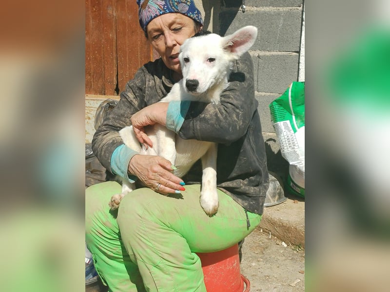 Mailo Welpe Rüde Männlich Schwarz-weiß aus Bosnien