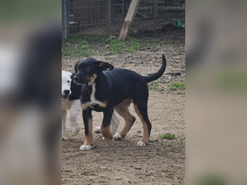Ronja Welpe Hündin Weiblich schwarz-braun aus Bosnien