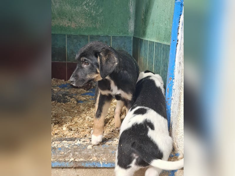 Ronja Welpe Hündin Weiblich schwarz-braun aus Bosnien