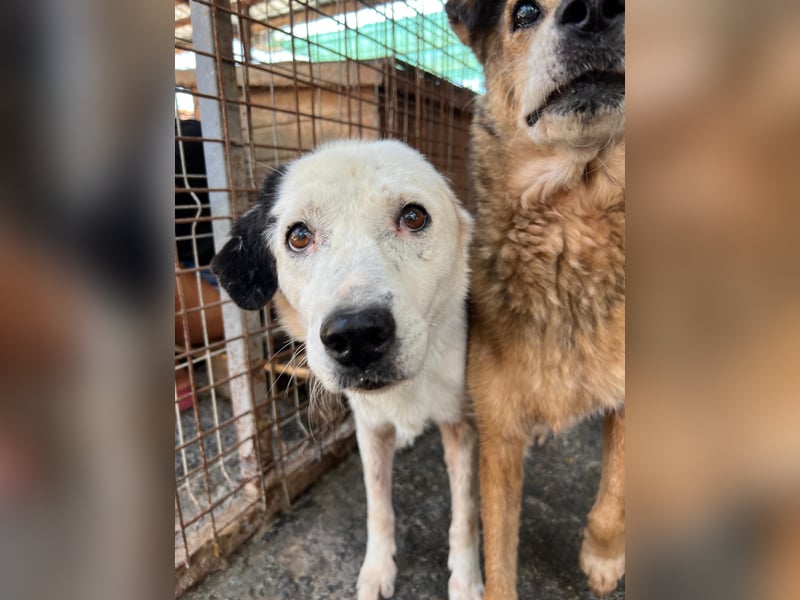 CARLA - einfühlsames Zuhause für wundervolle Seniorin gesucht