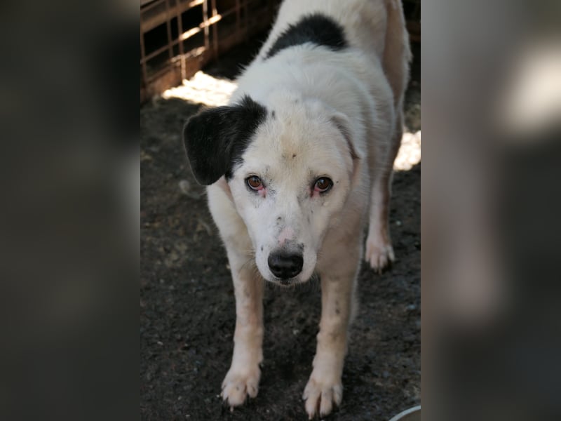 CARLA - einfühlsames Zuhause für wundervolle Seniorin gesucht