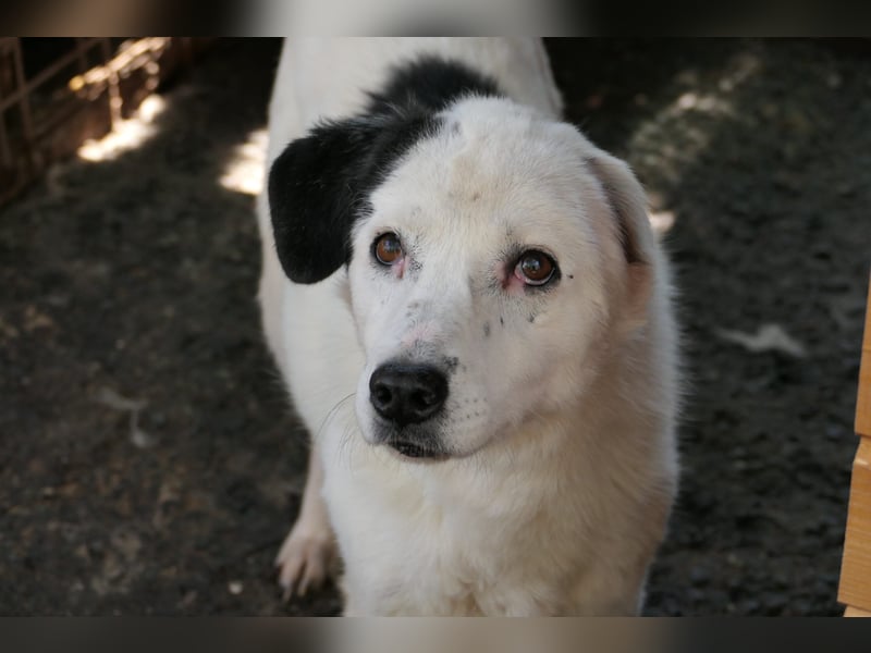 CARLA - einfühlsames Zuhause für wundervolle Seniorin gesucht