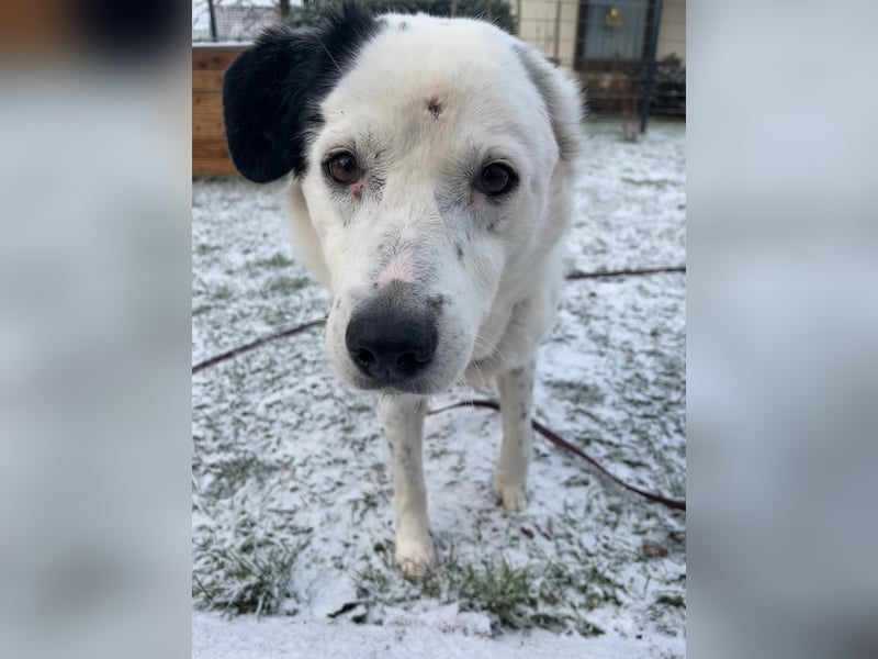 freundliche, liebe Seniorin CARLA