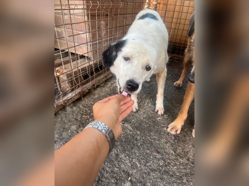 Seniorin CARLA wünscht sich ein Zuhause