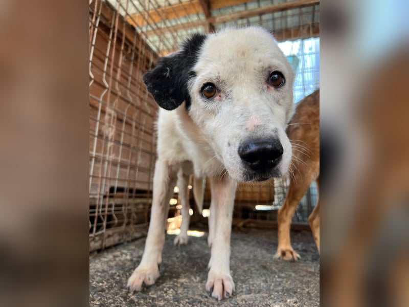 Seniorin CARLA wünscht sich ein Zuhause