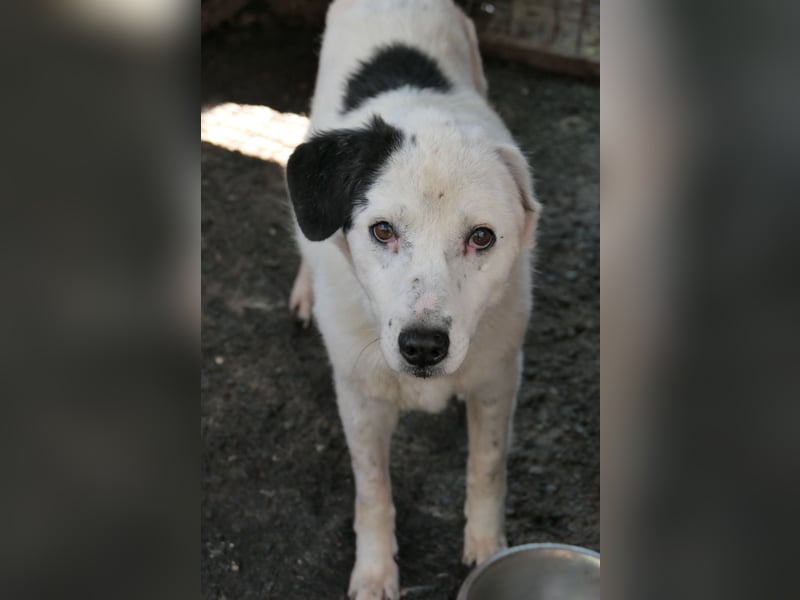 Carla verdient endlich ein Zuhause