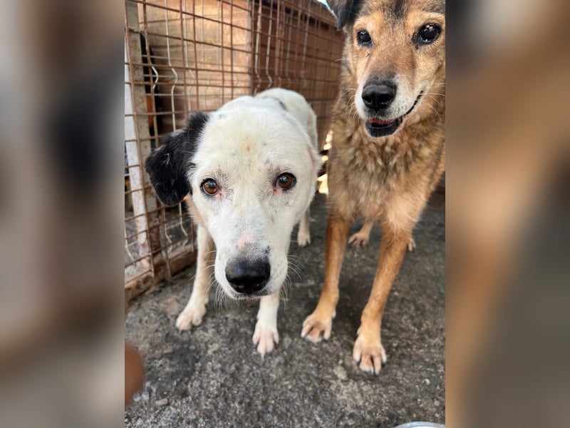 Carla verdient endlich ein Zuhause