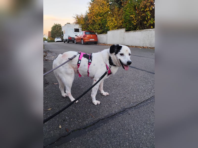 freundliche, liebe Seniorin CARLA