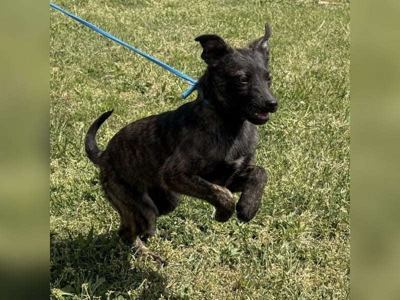 Ramona möchte nicht im Tierheim groß werden