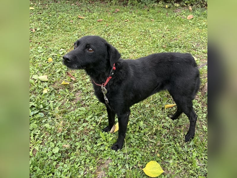 Suncica ein Sonnenschein