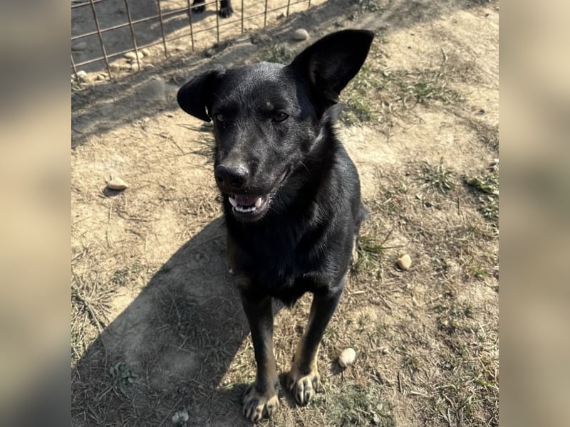 Buds ein besonderer Schatz