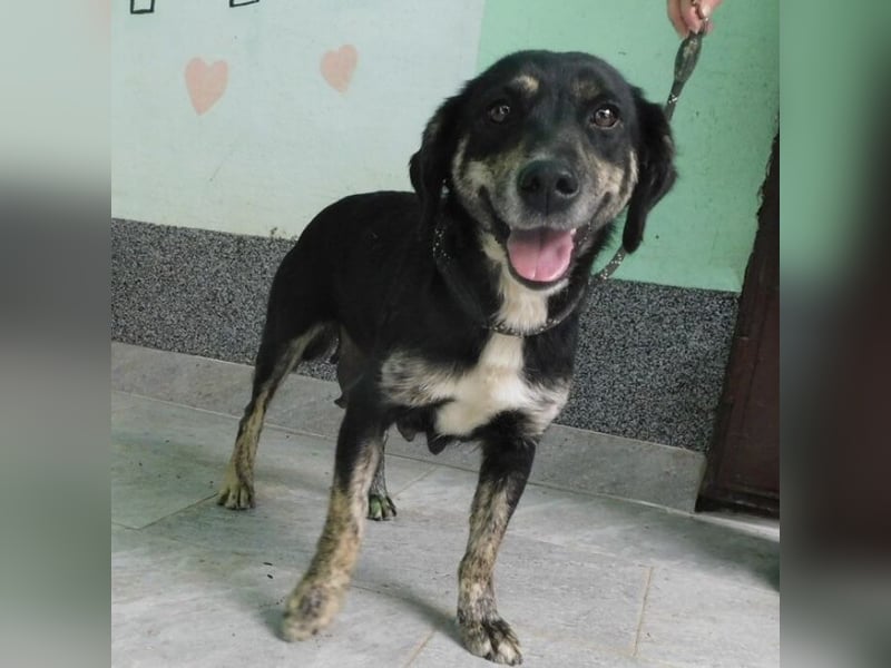 Erwachsene Hündin wartet hoffnungslos in Tierheim