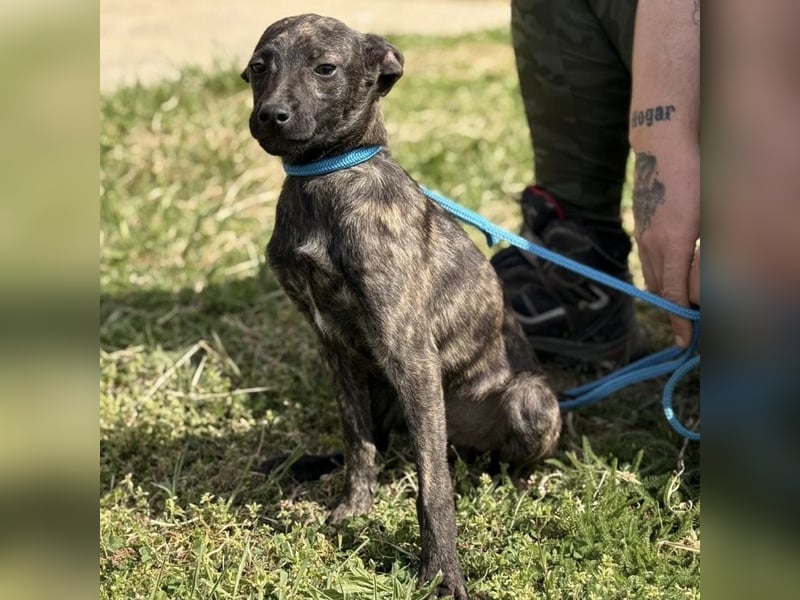 Stuart möchte nicht in Tierheim aufwachsen