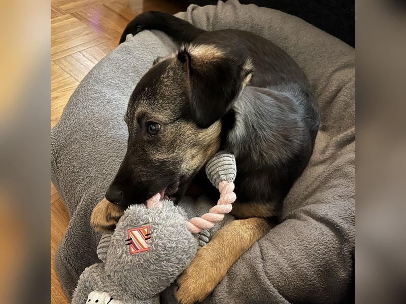 Luna ein tolles Hundekind