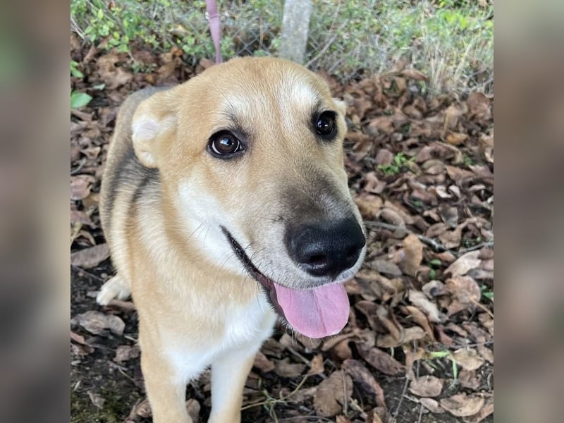 Paco ein Traumhund