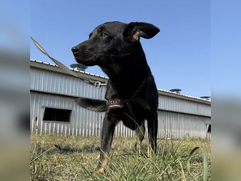 Buds ein besonderer Schatz