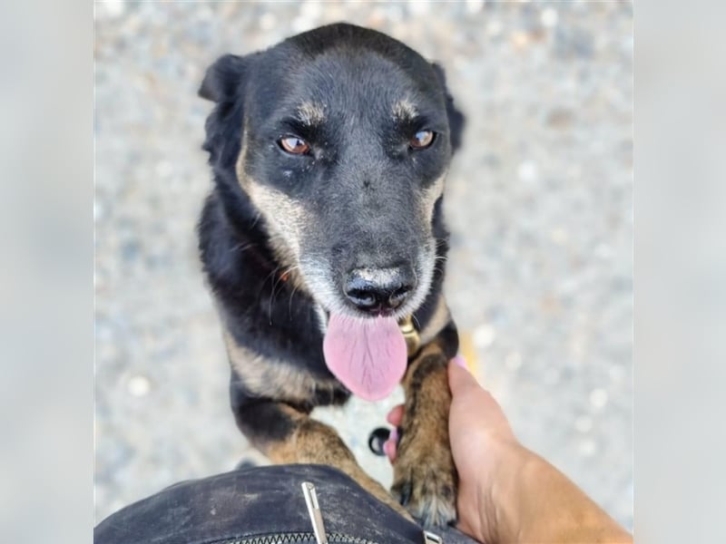 Liebevolle Eva wartet bereits seit zwei Jahren