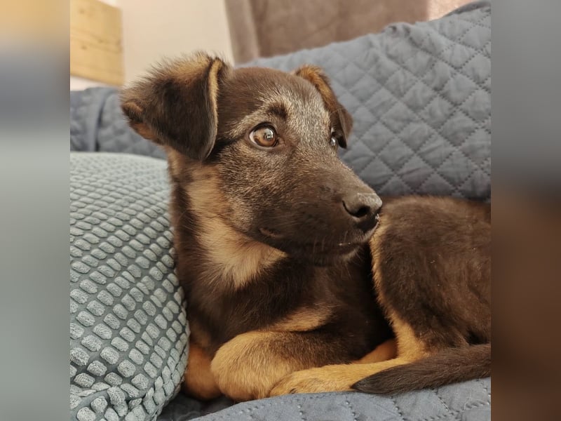 Luna ein tolles Hundekind