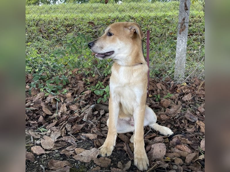 Paco ein Traumhund