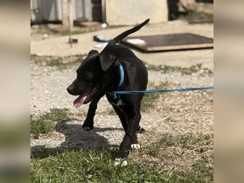 Ada möchte nicht im Tierheim groß werden