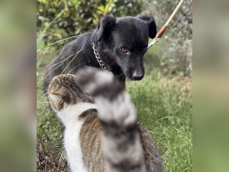 Lolica ein Engel auf Erden