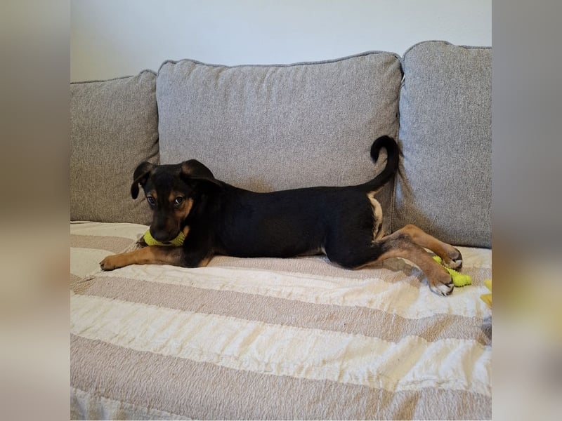 Toto der allerliebste Schatz