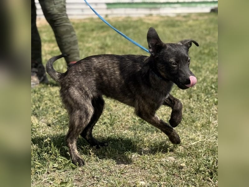 Ramona möchte nicht im Tierheim groß werden