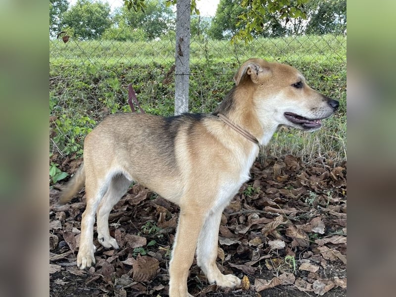 Paco ein Traumhund
