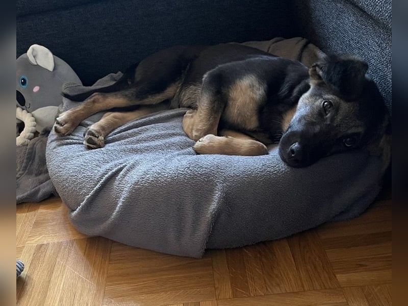 Luna ein tolles Hundekind