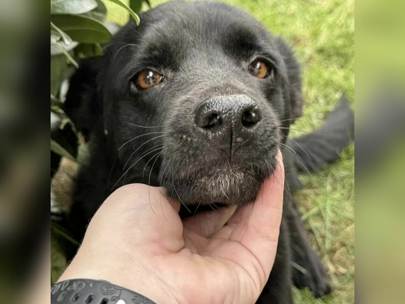 Lolica ein Engel auf Erden