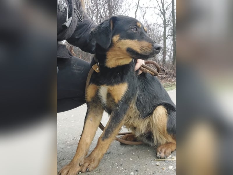 Kendo ein lieber braver Schatz